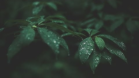 RELAXING SOUNDS for Insomnia Symptoms & Sleeping Disorders | GO to SLEEP with THUNDER & RAIN SOUNDS