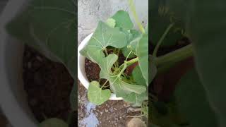 garding #vegetables #shorts #video #reel #natural #farming