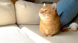 お日様の暖かさを知った猫