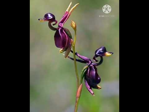 من غرائب الزهور زهور على شكل طيور وحيوانات