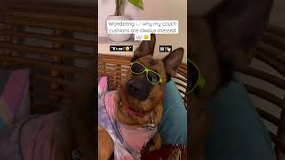 Download Lagu We have a problem!😤 #shorts #germanshepherd #youtubeshorts #comedy #viralshorts #dog #tiktok MP3