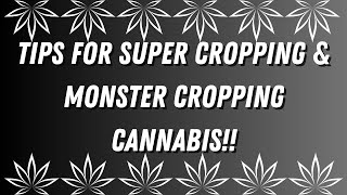 Master Cannabis Growth: Super Cropping & Monster Cropping Techniques Unleashed! #cannabiscultivation