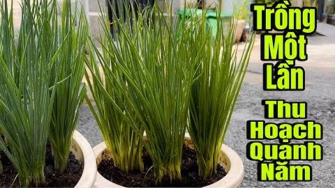 Cách Trồng Hành Lá Trong Chậu Đơn Giản Bội Thu Quanh Năm Đón Tết