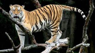 2010 - Year of the Tiger Contest