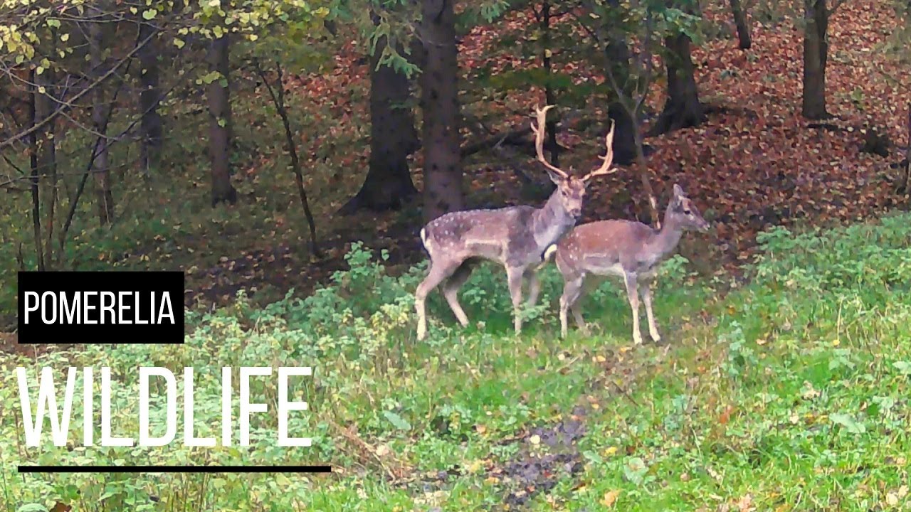 Zabierał się do tego jak pies do jeża, czyli "Daniel szuka żony" - full, uncut :)