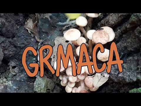 Video: Bijela gljiva u kompostnoj kanti - jesu li aktinomiceti u kompostu za stajnjak opasni