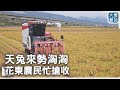 天兔來勢洶洶 花東農民忙搶收 大愛新聞 DaaiWorldNews 天兔來勢洶洶 花東農民忙搶收 大愛新聞 DaaiWorldNews