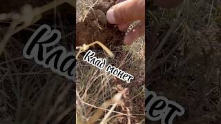 Клад монет) #simplex #metaldetecting #находкисметаллоискателем #кладоискатель #коп2025 #клад #коп