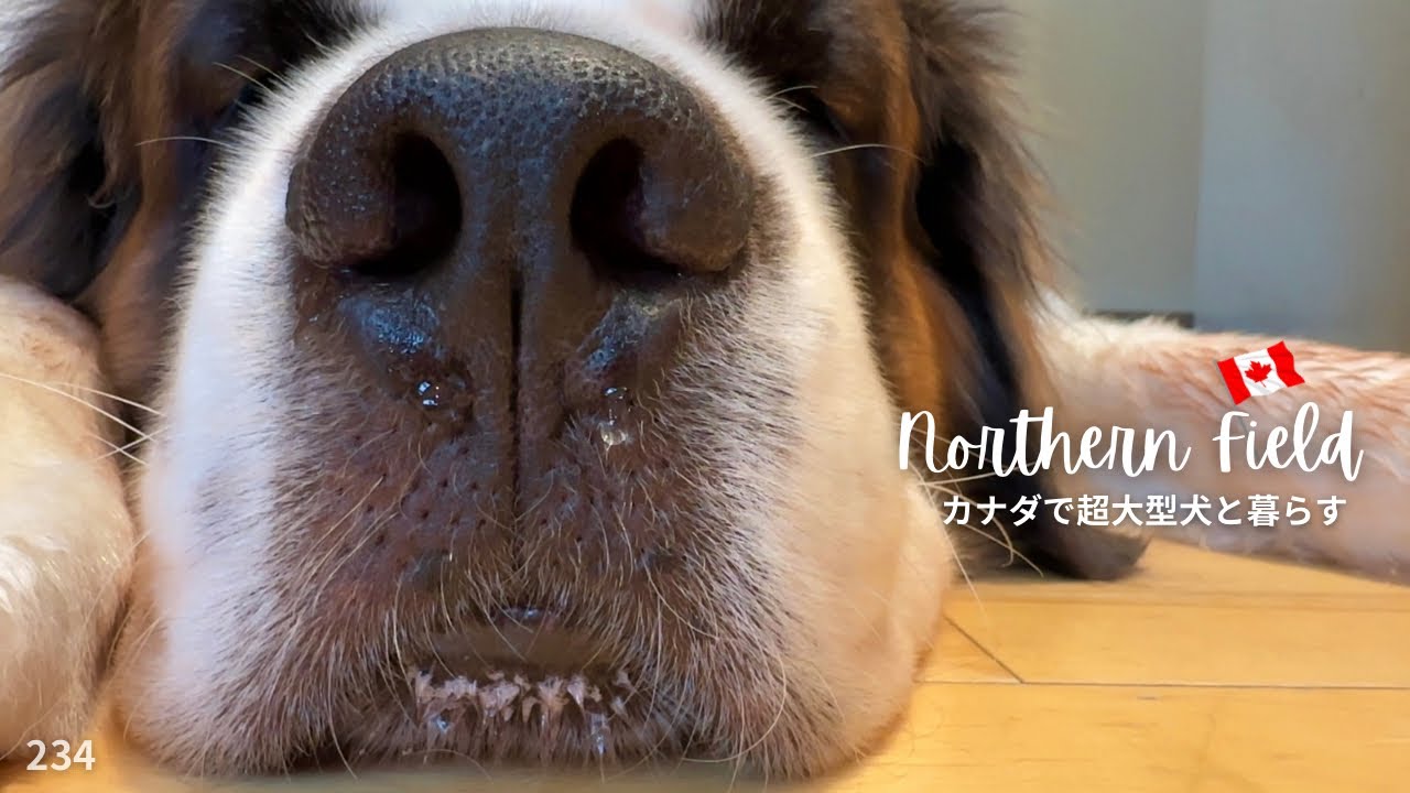 大型犬はゴロゴロしてるオジさんみたい⁉︎