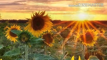 سورة الملك - الأستاذ شهريار برهيزكار