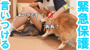 同居犬がちょっかい出してくると、お姉ちゃんにすぐ言いつける猫がかわいい