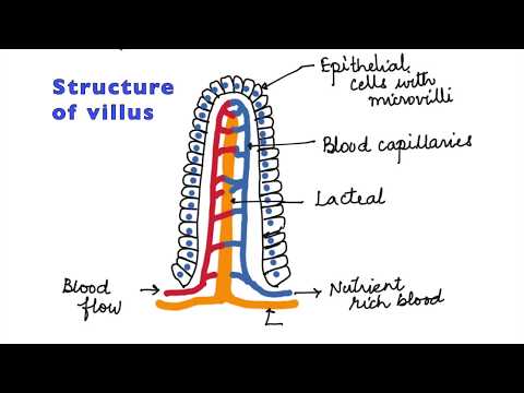 HUMAN PHYSIOLOGY: DIGESTION AND ABSORPTION: VILLI, MICROVILLI AND STRUCTURE OF VILLUS ISC/CBSE 11