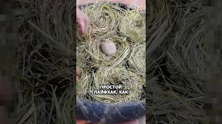 Простой лайфхак, как вырастить картошку прямо в ведре. #агро #огород #фермер #картофель #сад #ведро