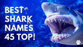 Shark Names 45 BEST & TOP & GOOD Ideas | Names by Names 861 views 2 years ago 2 minutes, 3 seconds