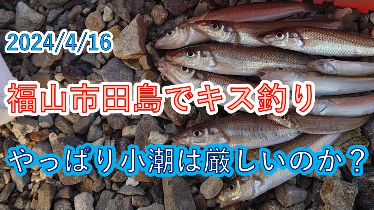 福山市田島でキス釣り2、小潮で潮が動かない日でも釣れるのか？