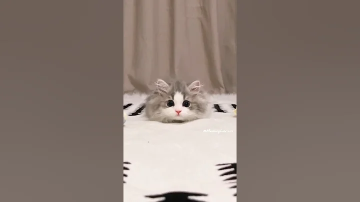 The Kitten Leaps Towards You😻💕#cute #kitten #cat #meow