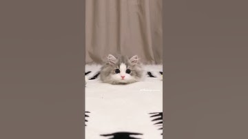 The Kitten Leaps Towards You😻💕#cute #kitten #cat #meow