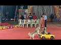 Jabalpur circus scene 20237star wave vlogs