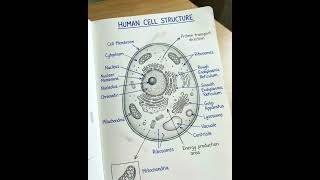 #cell structure#diagram#trending#shortvideo#studyroutine#shortvideo