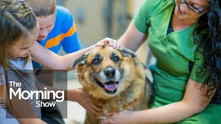 Adopting a pet from a shelter? Everything you need to know