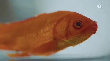 Warum sterben die Goldfische im Teich?
