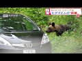 【MIKIOジャーナル】《4K》知床 ヒグマに近づく人たち