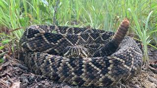 Diamondback Rattlesnake Rattling screenshot 3