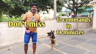 12 commands in single video | German Shepherd training | chotu @BalusK9Dogtraining #support 🙏