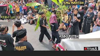 YANG LAGI VIRAL BANTENGAN (temu manten keboan si ijo dan si putih KEBO GIRO