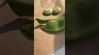 The Lima Beans Are Ready To Harvest