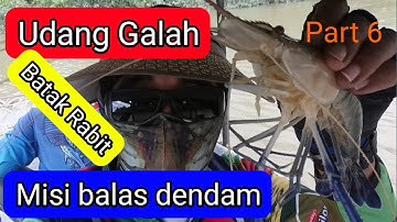 Giant freshwater Prawn Catch At Teluk Intan  Ep: 06 | Balas dendam