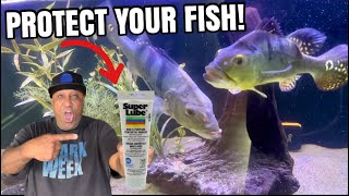 HOW TO KEEP YOUR AQUARIUM FISH HEALTHY & SAFE!
Proper maintenance on your aquarium filter is vital to your aquarium fish
MOUNTAIN TREE
To Purchase MT products EMAIL👇🏽👇🏽
info@wave-point.com
WEBSITE
https://www.imountaintree.com/
IG
https://instagram.com/mountaintreegroup?igshid=NTdlMDg3MTY=
YOUTUBE
https://youtube.com/@mountaintreegroup?si=acHD5ZsbyIJFeHkI
MICROBE-LIFT
https://microbelift.com/
IG
https://instagram.com/microbelift?igshid=MzRlODBiNWFlZA
YouTube
https://youtube.com/@microbeliftproducts?si=WGr5IGP1DIlcqAv-
Get your Minn Finn at⬇️
KOI ENTERPRISE
KOI AUCTION
https://www.quinterokoi.com/koi-auctions/goshiki_142
FACEBOOK
https://www.facebook.com/koienterprise/
TIKTOK
https://vm.tiktok.com/TTPd2WBYYF/
IG
https://instagram.com/koidealer?utm_medium=copy_link
WEBSITE
http://www.koienterprise.com/
Vote for the finest in Citrus Heights! - Best of Citrus Heights 2024
AQUARIUM/REPTILE DEPOT
SHOP ONLINE
https://depotpet.shop/?fbclid=PAAaZ7k3ZPsoQvWNvtunjtqu5E6nZSTCylbekxfebk9HByt7wX0Dgzu20n_RM_aem_AZblC5ziImgmnSE1ffQmvEsvwA3ZMKJe1DSphtqJHDcC_yxg4O0ZBjInd45YMtdFmns
YouTube
https://www.youtube.com/channel/UCvATv4gp3ZR9jXI1wBt7INg
INSTAGRAM
https://instagram.com/aquariumdepot?utm_source=ig_profile_share&igshid=1dui40ayjrqox
FACEBOOK
https://www.facebook.com/AquariumDepot/
SICCE
PLAYLIST
https://youtube.com/playlist?list=PLpHw9_vsV8hvS8rnUu8-B2PmlJuDKtC3c
IG
https://instagram.com/sicceus?utm_medium=copy_link
WEBSITE
https://www.sicce.com/it/
MINN FINN
Playlist
https://youtube.com/playlist?list=PLpHw9_vsV8hupoimpyNuNX5abt6Gc1Jlo&si=4aC4THEOjSPp_L-0
PAUL CURTIS
http://Www.MinnFinn.com
Literature
Calculator
Hygger website:
https://www.hygger-online.com/
Hygger YouTube
https://youtube.com/@Hygger-Aquarium?si=cp5MTVnjn8xZABx8
Hygger Facebook:
https://www.facebook.com/shenzhenmago
Hygger facebook group:
https://www.facebook.com/groups/503508973356337/
ISLAND SILVER CROWNS
IG
https://instagram.com/islandsilvercrowns?utm_medium=copy_link
WEBSITE
https://www.islandsilvercrowns.com/
THE POND DIGGER
LINKTR.EE
https://linktr.ee/theponddigger?fbclid=PAAab_Tot5W-z_TWKZA4aRr-HOj0zx7vkycBAB6z4YZuSvB-yTFVsHXneXZio
THE POND DIGGER PODCAST
https://podcasts.apple.com/us/podcast/the-pond-digger-podcast/id1439751720
HELIX SKIMMER
https://youtu.be/FgKeJOzoGwI
Follow Me!!
🤙🏽Subscribe 👉🏽🔴Youtube
https://www.youtube.com/user/kainoahuleia
🤙🏽Instagram
https://www.instagram.com/haynfishkeeper/
🤙🏽TIKI FALLS 2.0 FACEBOOK PAGE
https://m.facebook.com/tikifalls/
Thank you for your support much LOVE & ALOHA 🤙🏽🐠🤙🏽
🤙🏽PAYPAL
https://www.paypal.me/hawaiiheat
Ha Y N Fish Keeper MERCH
COMING SOON!!
📹WEEKLY VIDEOS📹
Ha Y N Fish Keeper Playlists
🐠 POPULAR UPLOADS
https://www.youtube.com/playlist?list=PLE0EA763684EEA34D
🐠FISH TANK “PRANK” so Funny!
https://youtu.be/NUwwpg_4WK0
🐠 LFS TOURS
https://www.youtube.com/playlist?list=PLpHw9_vsV8hs5toboR99iFXIXLfzcTbuf
🐠MAUI & MOANA
https://www.youtube.com/playlist?list=PLpHw9_vsV8hsITv KUy1OSN9p4ZpLSC2
🗿TIKI FALLS PLAYLIST
https://www.youtube.com/playlist?list=PLpHw9_vsV8htNo52EgeXqKJ0YWPhLRMLp
🐠FISH RESCUE
https://www.youtube.com/playlist?list=PLpHw9_vsV8htkbkPIp8AshtQ8kGy-iCLQ
🐠MAKING A BONSAI TREE
https://www.youtube.com/playlist?list=PLpHw9_vsV8htPm8ADqKl8ufmp2HfKZ-bO
Don’t forget to....
🤙🏽Like
🤙🏽Share
🤙🏽Comment
MUSIC
Outro
Na Hana Hui A Maui
Mark Keali’i Hoʻomalu
(I do not Own the rights All rights belong to the owner)
https://youtu.be/JKms_AtWWzs HOW TO KEEP YOUR AQUARIUM FISH HEALTHY & SAFE!