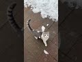 Cat  #catmecs #catvideos #dramecs #funny #funnycat #dailydoseofinternetcats #kitten
