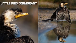 Waterproof Feathers would be bad for them