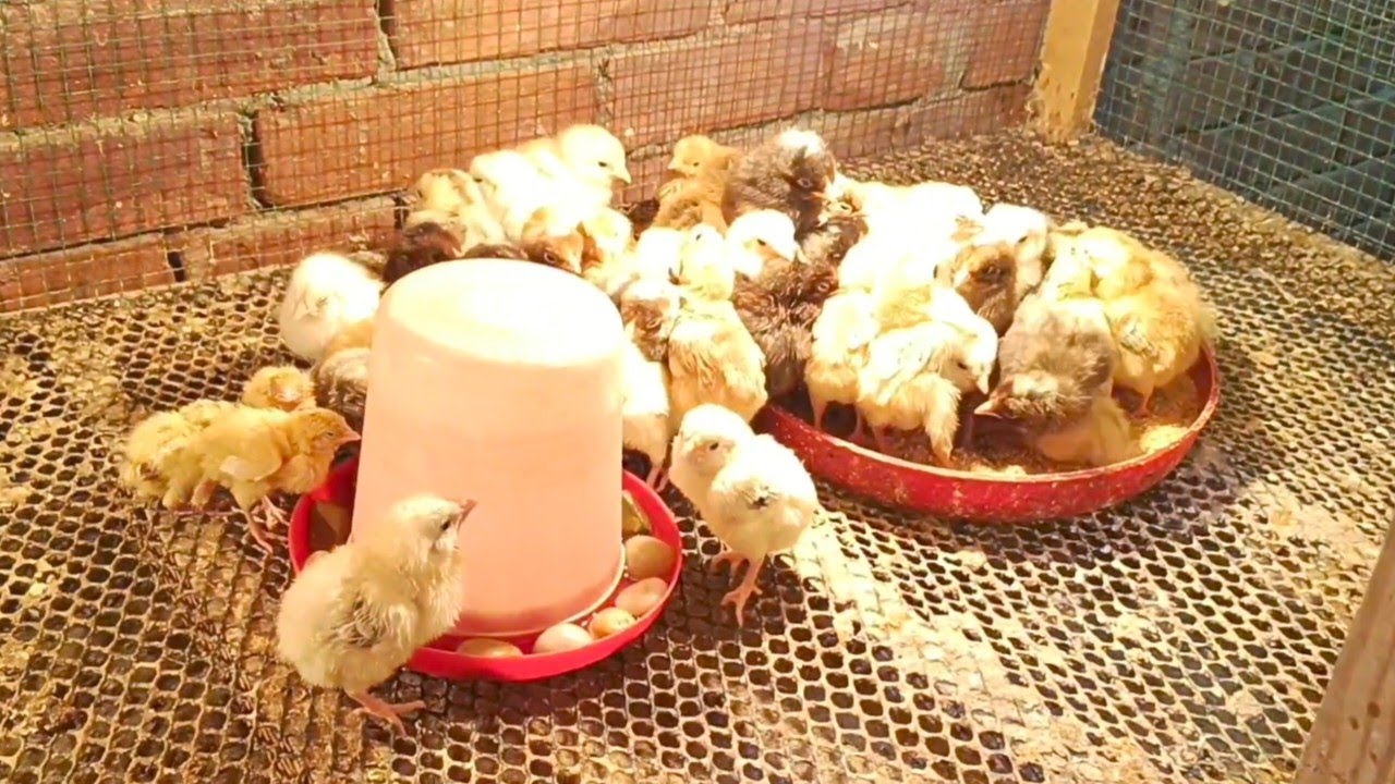 روتين عند الحمام ورجاء منكم الدعاء