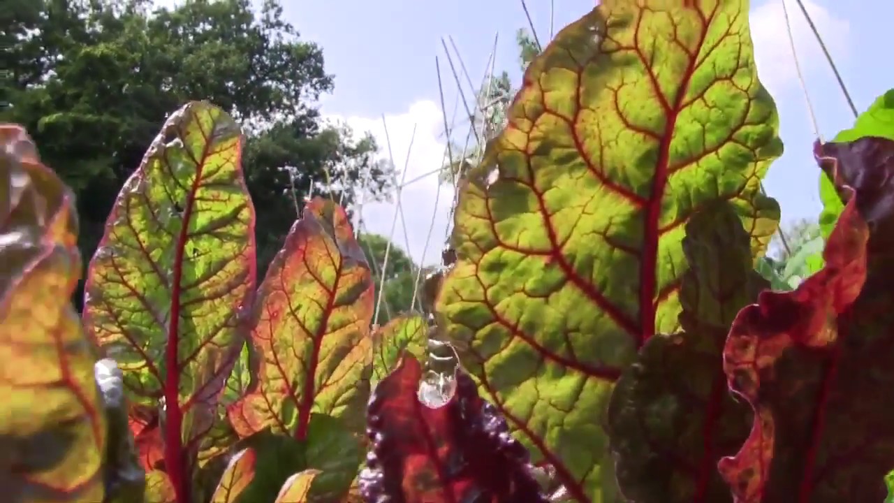 The Howard Higgins System composting with HH-2 in Good Gardeners International demo farm in UK