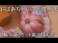 カット苗（抜き苗）こうしてます！管理方法【ガーデニング/韓国苗/育て方/多肉植物/エケベリア】