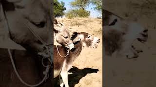 #animals #viralvideo #donkey