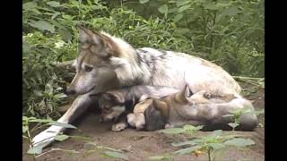 Mexican Gray Wolf Snuggles and Grooms Her 5 Week Old Pups