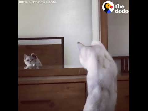 Cat Just Found Out He Has Ears And Loves It | The Dodo - Cat Just Found Out He Has Ears And Loves It | The Dodo