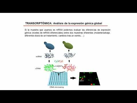 2.7. Microarrays
