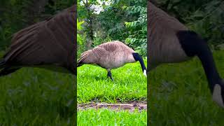 Canada Goose Families Clash Over Territory! 🪶⚡ #Shorts