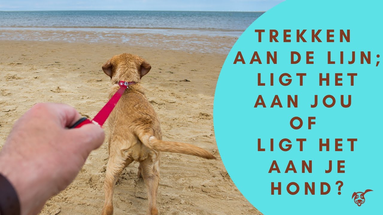 Trekken aan de lijn; ligt het aan jou of ligt het aan je hond?
