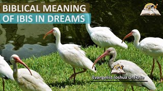 Biblical Meaning of IBIS in Dream - Ibis Bird Symbolism and Message What Does Ibis Mean