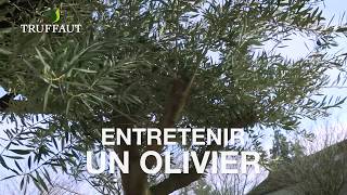 Quel entretien et arrosage pour l'olivier ?