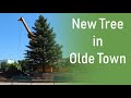 Olde Town New Tree - Timelapse