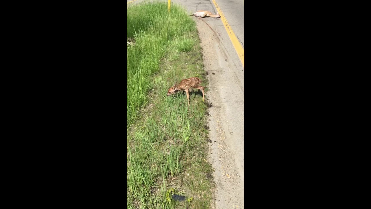 Deer rescued on M-50