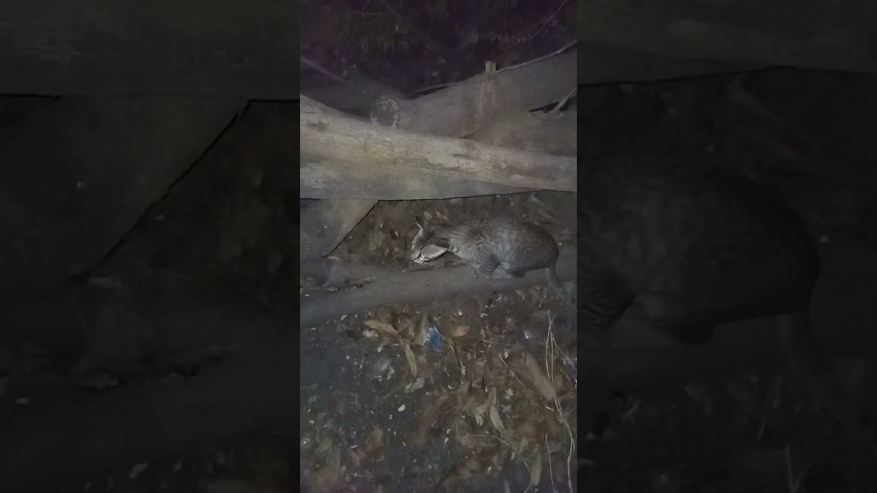 cat kuchh dhundte hua|| cat give the smile channel...