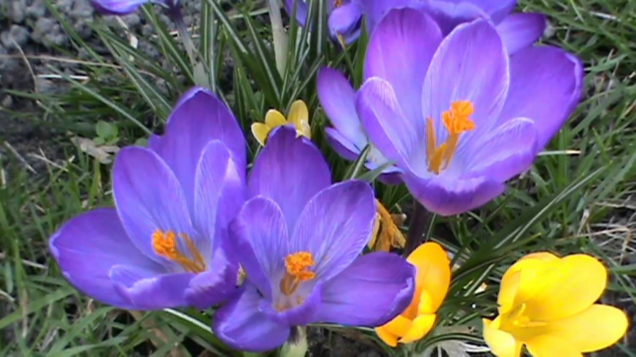 Frühling Krokusse Märzenbecher
