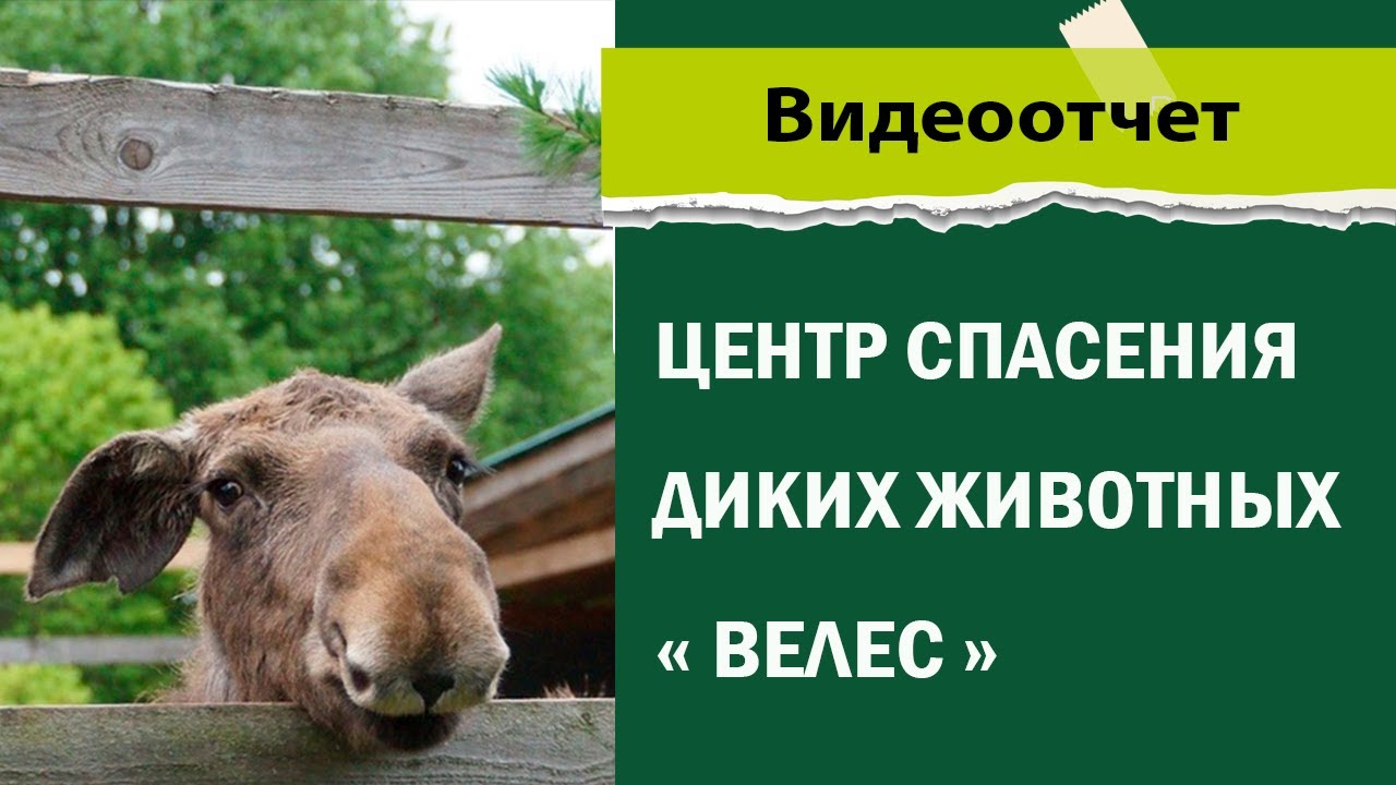 Центр спасения диких животных. Центр спасения диких животных